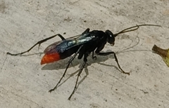 Tachypompilus analis
