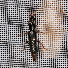 Tetartopeus terminatus