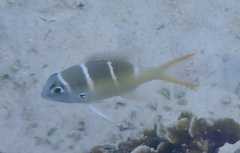 Monotaxis heterodon