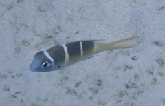 Monotaxis heterodon