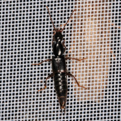 Tetartopeus terminatus