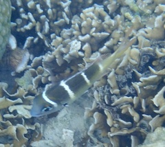 Monotaxis heterodon
