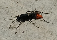 Tachypompilus analis