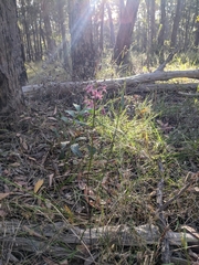 Dipodium variegatum