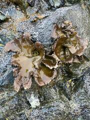 Umbilicaria polyphylla