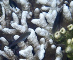 Chromis ternatensis