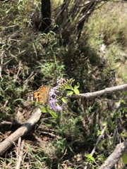 Ehretia rigida