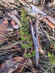 Cheilanthes sieberi sieberi