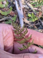 Cheilanthes sieberi sieberi