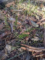 Cheilanthes sieberi sieberi