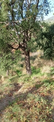 Quercus pyrenaica