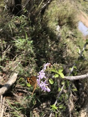 Ehretia rigida