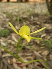 Diuris chryseopsis