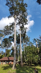 Dipterocarpaceae