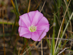 Convolvulus angustissimus