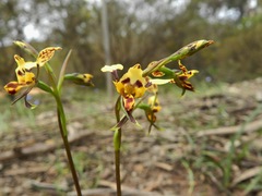 Diuris pardina