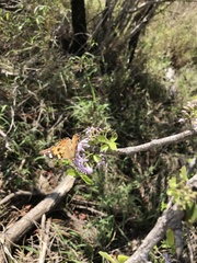 Ehretia rigida