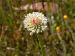 Ptilotus macrocephalus