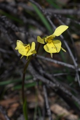 Diuris chryseopsis