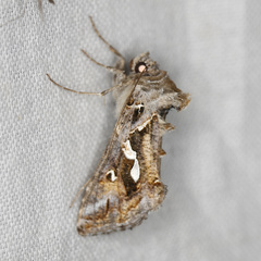 Chrysodeixis argentifera