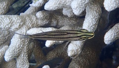 Cheilodipterus
