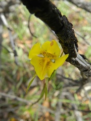 Diuris chryseopsis