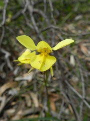 Diuris chryseopsis