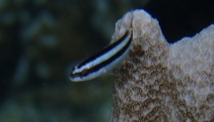 Thalassoma amblycephalus