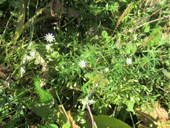 Stellaria graminea