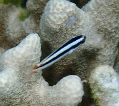 Thalassoma amblycephalus