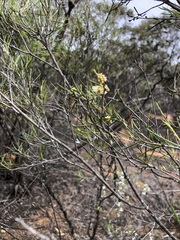 Melaleuca uncinata