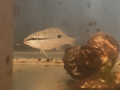 Lutjanus fulviflamma