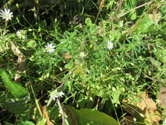 Stellaria graminea