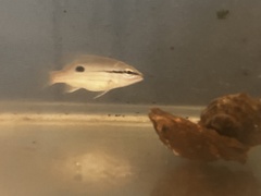 Lutjanus fulviflamma