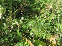 Stellaria graminea