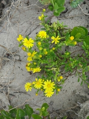 Senecio pinnatifolius