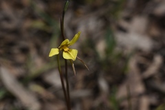 Diuris chryseopsis