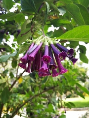 Iochroma cyaneum