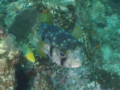 Dicotylichthys punctulatus