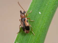 Notoxus monoceros