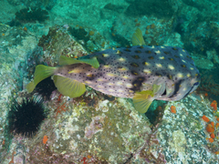 Dicotylichthys punctulatus