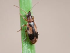Notoxus monoceros