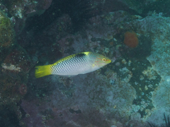 Halichoeres hortulanus