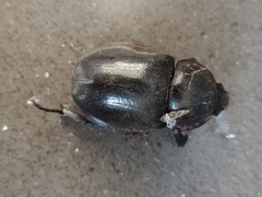 Xylotrupes gideon