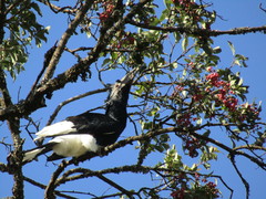 Bycanistes subcylindricus