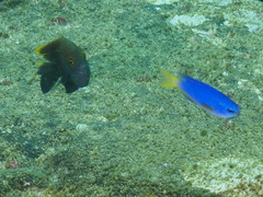 Pomacentrus coelestis