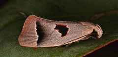 Acanthodela erythrosema