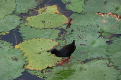 Zapornia flavirostra