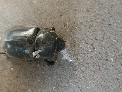 Xylotrupes gideon