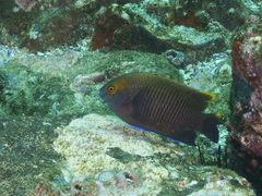Plectroglyphidodon apicalis
